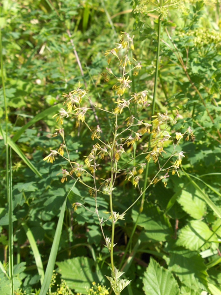 lesser meadow-rue / Thalictrum minus