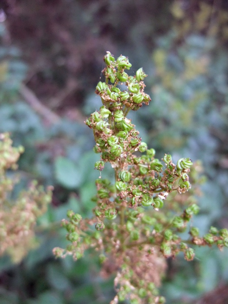 meadowsweet / Filipendula ulmaria: The carpels of _Filipendula ulmaria_ are twisted into a spiral, which is especially apparent when in fruit.