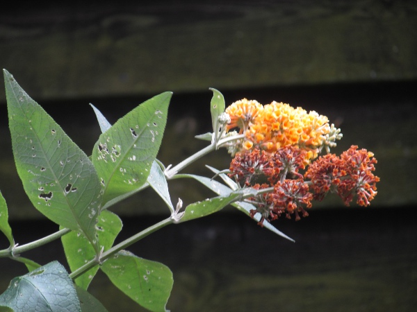 Weyer’s butterfly-bush / Buddleja × weyeriana: _Buddleja_ × _weyeriana_ is a hybrid between _Buddleja davidii_ and _Buddleja globosa_.