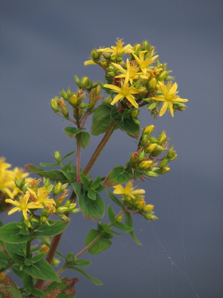 square-stalked St. John’s wort / Hypericum tetrapterum: The flowers of _Hypericum tetrapterum_ are up to 13 mm (½ in) across.