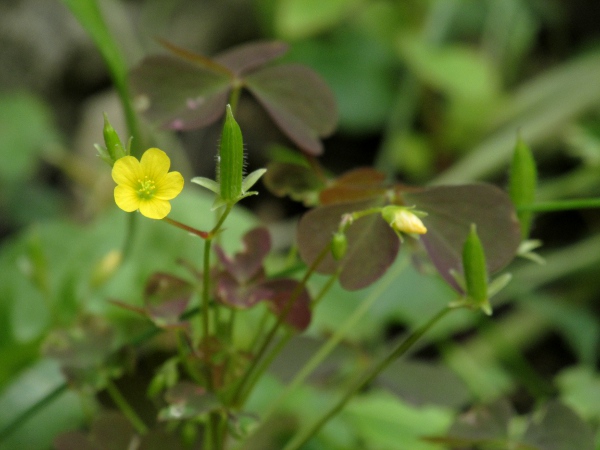 upright yellow sorrel / Oxalis stricta: _Oxalis stricta_ is very similar to _Oxalis dillenii_, but with septate hairs, flowers in a cyme, and pedicels not reflexed.