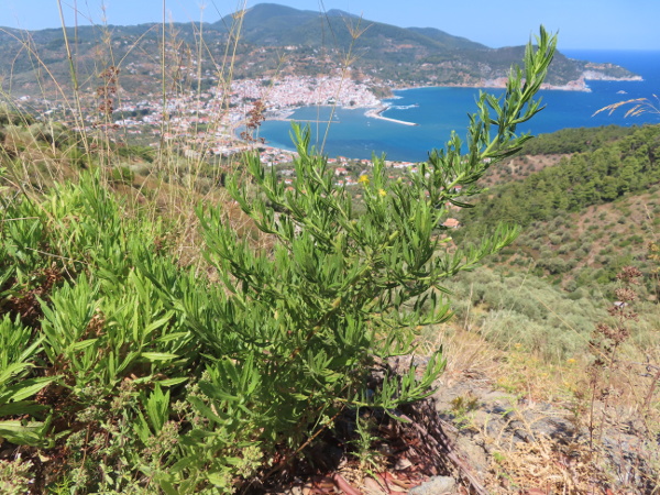 woody fleabane / Dittrichia viscosa: _Dittrichia viscosa_ is a sticky plant from the Mediterranean that occasionally grows as a casual in Britain, especially at ports.