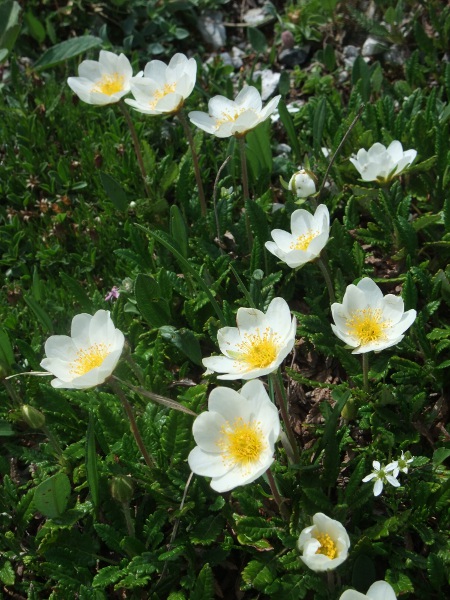mountain avens / Dryas octopetala: _Dryas octopetala_ is an <a href="aa.html">Arctic–Alpine</a> dwarf shrub with distinctive shiny, crenate leaves, and distinctive (approximately) 8-petalled white flowers.