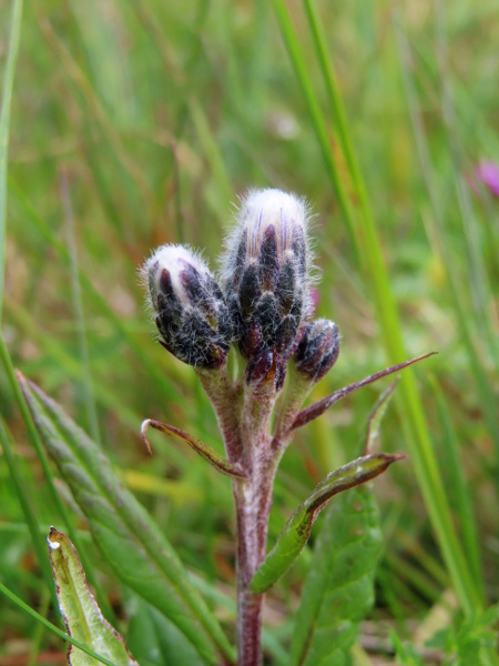 Alpine sawwort / Saussurea alpina: _Saussurea alpina_ is related to thistles, but lacks their spiny leaves and has blunt phyllaries; its flowers are blue, but the pappus hairs are pure white.