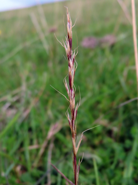 French oat-grass / Gaudinia fragilis: _Gaudinia fragilis_ is a probably native grass that grows in old meadows, but was first recorded in 1903.