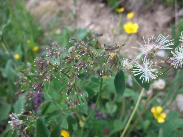 French meadow-rue / Thalictrum aquilegiifolium: The filaments are slightly widened below the anthers in _Thalictrum aquilegiifolium_.