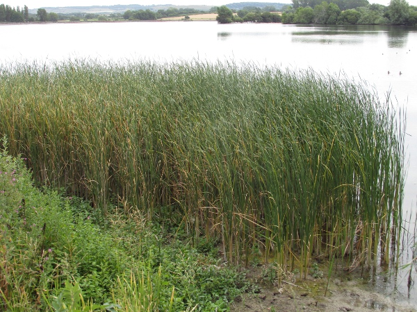 lesser bulrush / Typha angustifolia: The leaves of _Typha angustifolia_ are narrower than those of _Typha latifolia_.