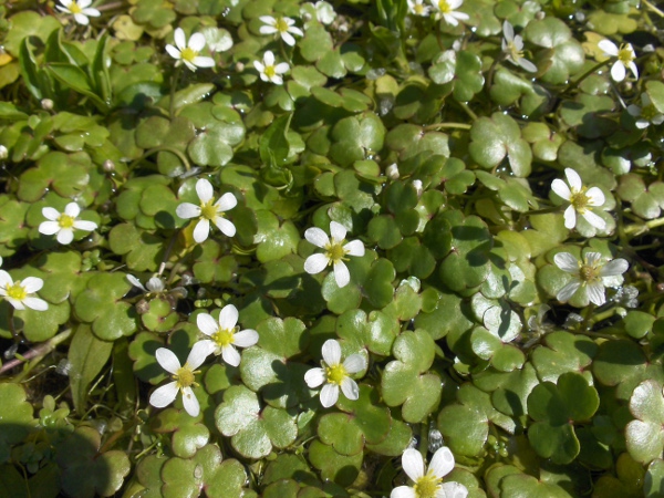 round-leaved crowfoot / Ranunculus omiophyllus: The leaf-lobes of _Ranunculus omiophyllus_ are widest above their bases, in contrast to those of _Ranunculus hederaceus_.