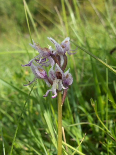 monkey orchid / Orchis simia: The flowers of _Orchis simia_ have narrow distal labellum-lobes and a pale ‘helmet’ formed by the 5 other tepals.