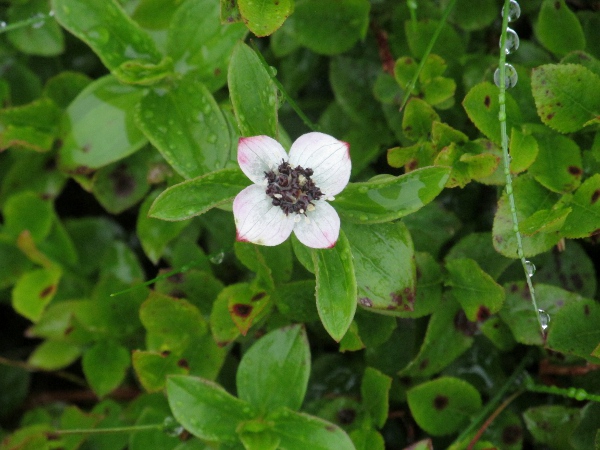 Dwarf cornel / Cornus suecica