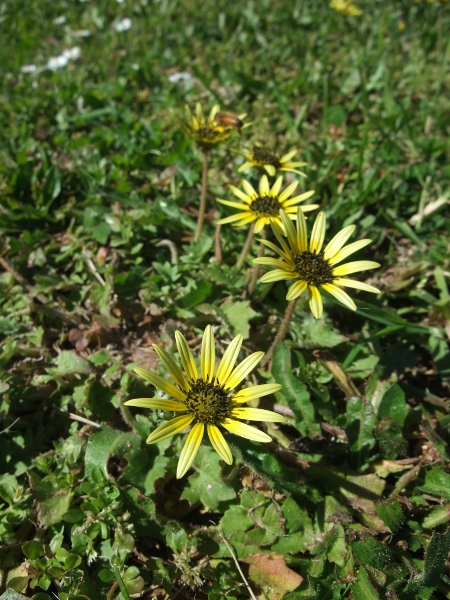 plain treasureflower / Arctotheca calendula