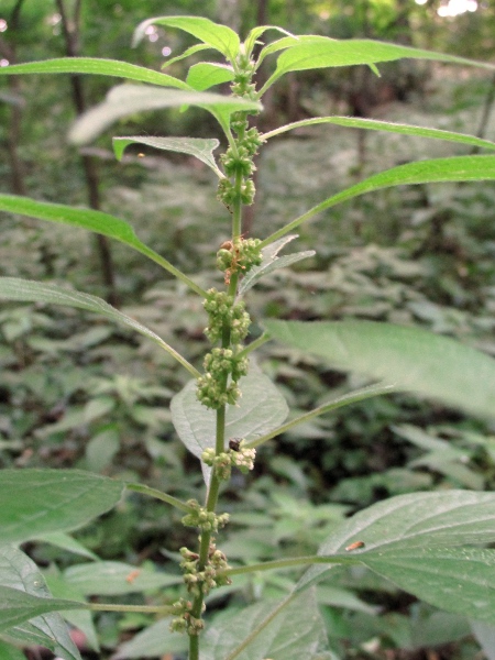 eastern pellitory-of-the-wall / Parietaria officinalis