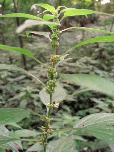 eastern pellitory-of-the-wall / Parietaria officinalis: _Parietaria officinalis_ is an upright plant, taller than _Parietaria judaica_, with much larger leaves; it is a rare alien in the British Isles, mostly in south-eastern England.