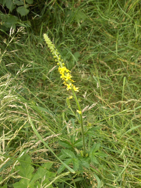 agrimony / Agrimonia eupatoria: _Agrimonia eupatoria_ is a perennial herb of grasslands over base-rich soils, especially in southern and eastern England.