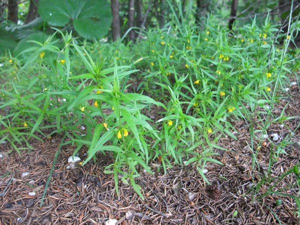 small cow-wheat / Melampyrum sylvaticum: _Melampyrum sylvaticum_ is an <a href="aa.html">Arctic–Alpine</a> species found at scattered sites in Scotland and Northern Ireland and formerly also in Wales and northern England.