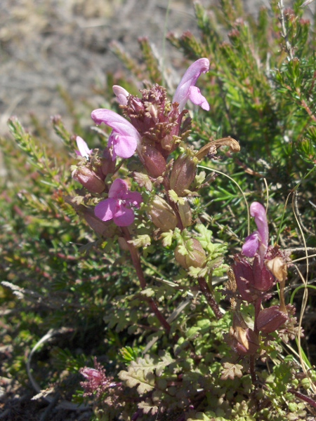 common lousewort / Pedicularis sylvatica subsp. sylvatica