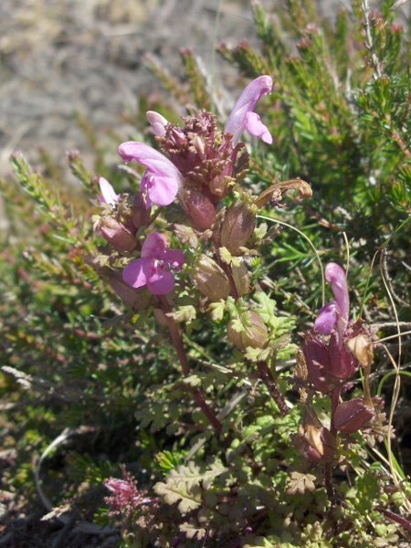 lousewort / Pedicularis sylvatica: Despite its name, _Pedicularis sylvatica_ is almost always found on moors and heaths, and not in woodland.