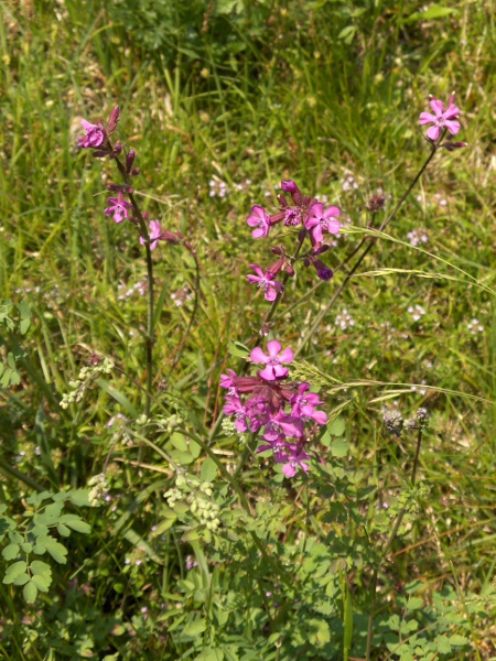 sticky catchfly / Silene viscaria: Habitus