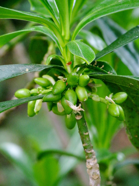 spurge laurel / Daphne laureola: The fruits of _Daphne laureola_ are elongated berries that become glossy and black when ripe.