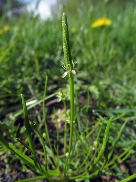 mousetail / Myosurus minimus: _Myosurus minimus_ is an easily overlooked annual of bare mud, usually where trampled by livestock; its receptacle  becomes greatly elongated beyond the ring of stamens, nectaries and spurred sepals.