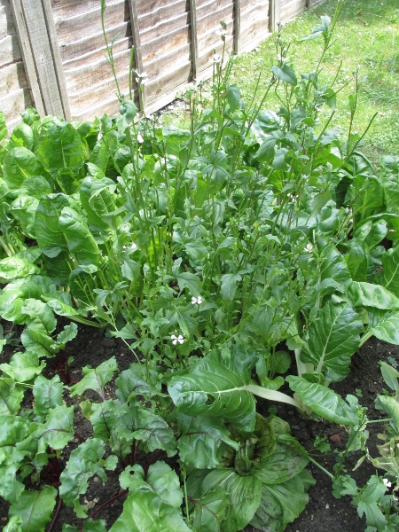 garden rocket / Eruca vesicaria: _Eruca vesicaria_ is widely grown as a hot-tasting salad leaf.