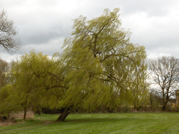 white willow / Salix alba: _Salix alba_ grows on streamsides and in damp ground in lowlands across the British Isles.