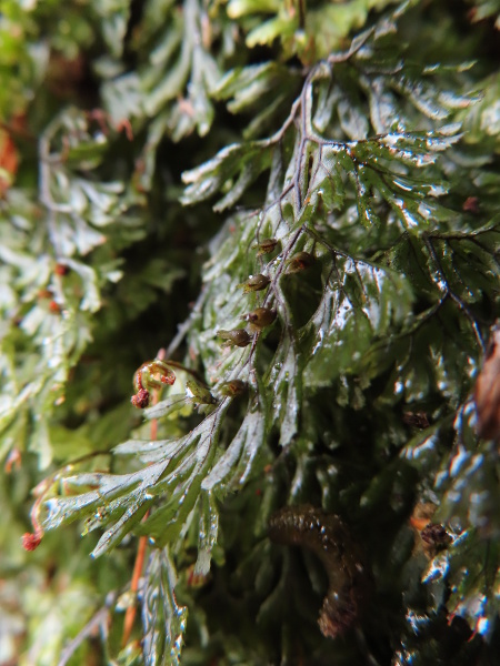 Tunbridge filmy-fern / Hymenophyllum tunbrigense