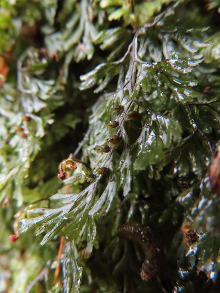 Tunbridge filmy-fern / Hymenophyllum tunbrigense: In _Hymenophyllum tunbrigense_, unlike _Hymenophyllum wilsonii_, the 2 flaps of each indusium have frilly edges.