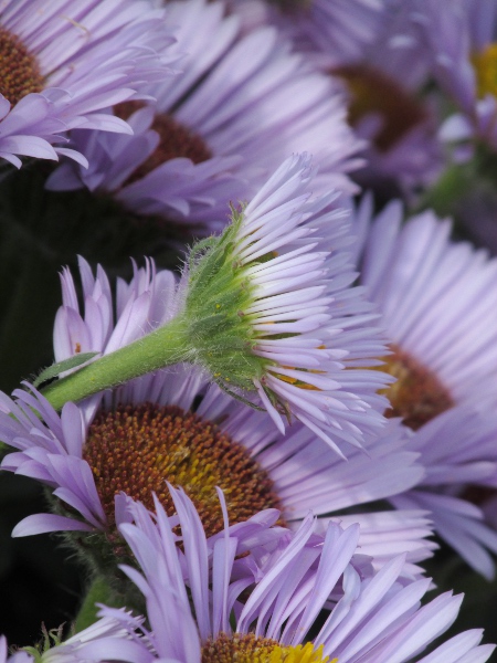 seaside daisy / Erigeron glaucus: The flower-heads of _Erigeron glaucus_ are much larger than those of our other _Erigeron_ species.