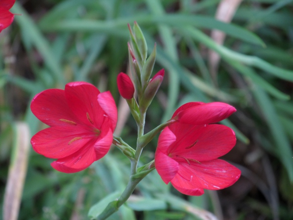 kaffir lily / Schizostylis coccinea: _Schizostylis coccinea_ is a garden plant native to South Africa; its bright fuchsia flowers have a long, narrow perianth-tube partly concealed by bracts.