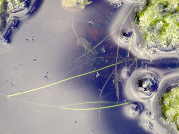 small pondweed / Potamogeton berchtoldii: _Potamogeton berchtoldii_ has long, narrow, blunt-tipped submerged leaves with stipules that wrap round the stem and overlap at the edges.