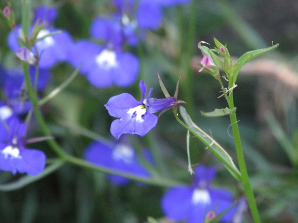 garden lobelia / Lobelia erinus: The flowers of _Lobelia erinus_ are usually bright blue, but can also be pink or white.