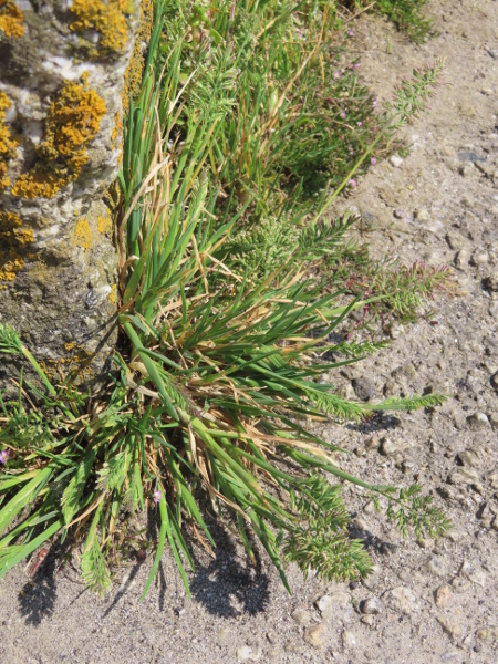 stiff salt-marsh grass / Puccinellia rupestris: _Puccinellia rupestris_ is our only short-lived (annual or biennial) species of _Puccinellia_; it usually grows in rocky places from Cornwall to East Anglia and around the Tees estuary.