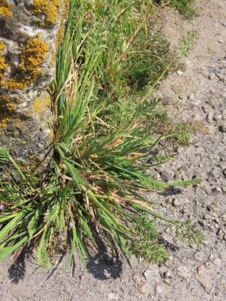 stiff salt-marsh grass / Puccinellia rupestris