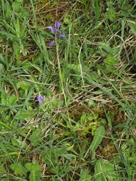 chalk milkwort / Polygala calcarea: The lower leaves of _Polygala calcarea_ form a near-rosette, and are larger than the upper stem-leaves.