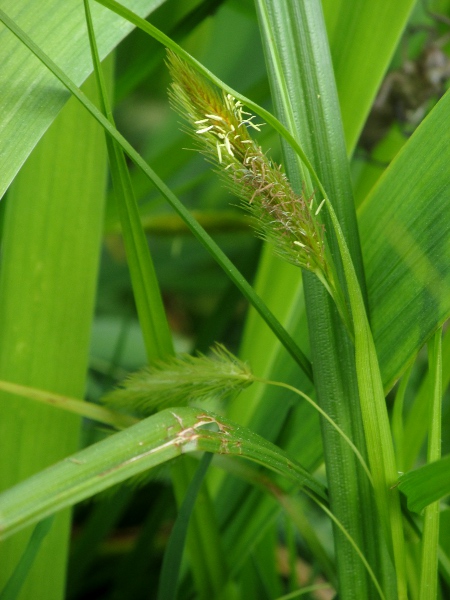 cyperus sedge / Carex pseudocyperus: _Carex pseudocyperus_ grows beside ponds or slow-flowing streams; it has long, pendent spikes and utricles with a long beak.