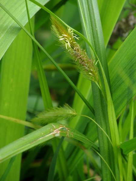 cyperus sedge / Carex pseudocyperus