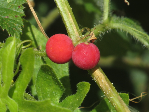 white bryony / Bryonia dioica: The leaves and fruit of _Bryonia dioica_ are matt, unlike those of _Tamus communis_; the berries are initially green but ripen to red.