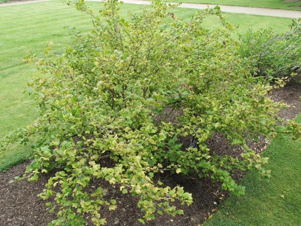 coast gooseberry / Ribes divaricatum