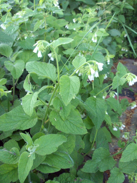 white comfrey / Symphytum orientale: _Symphytum orientale_ is native to western Asia.