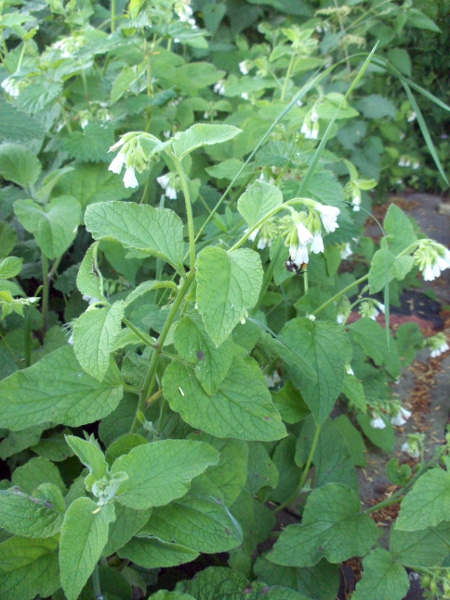 white comfrey / Symphytum orientale