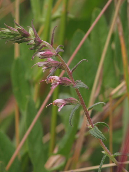 late red bartsia / Odontites vernus subsp. serotinus: Lateral view of inflorescence