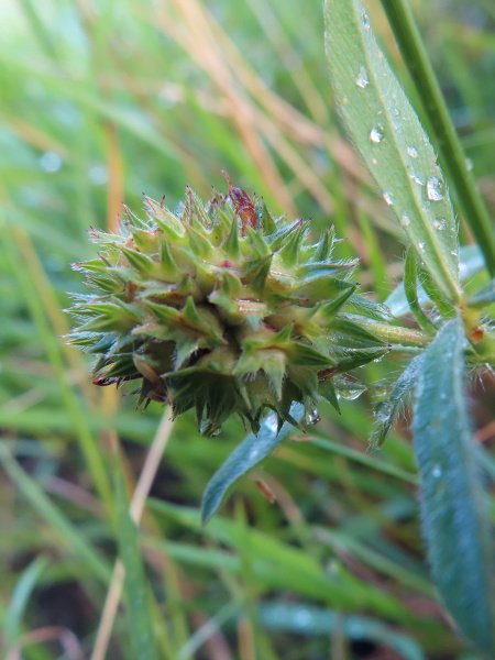 sea clover / Trifolium squamosum: The fruiting heads of _Trifolium squamosum_ are more distinctive than the flowers, with the lowest flowers having much longer calyx-teeth on the stemward side.