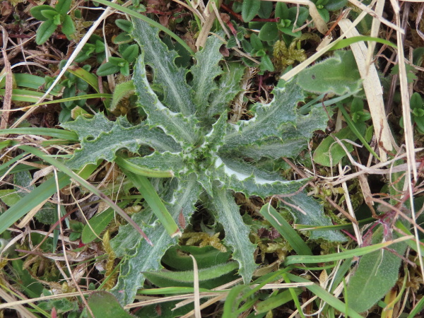 carline thistle / Carlina vulgaris: The rosette leaves of _Carlina vulgaris_ are spiny and usually conspicuously grey-hairy.