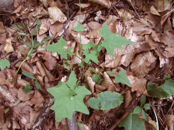 wall lettuce / Mycelis muralis: _Mycelis muralis_ grows in shady woodland across most of England and Wales, and parts of Scotland and Ireland.