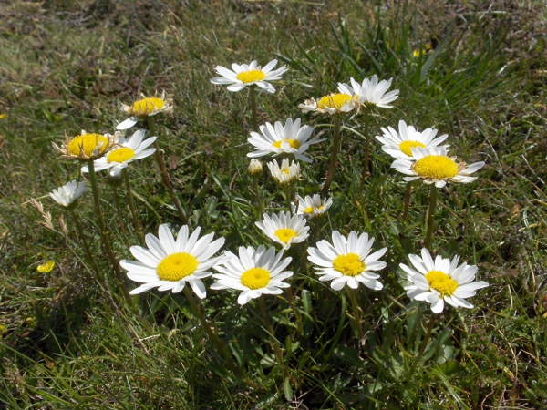 ox-eye daisy / Leucanthemum vulgare: _Leucanthemum vulgare_ is a somewhat variable grassland perennial, up to 75 cm tall, found throughout the British Isles.