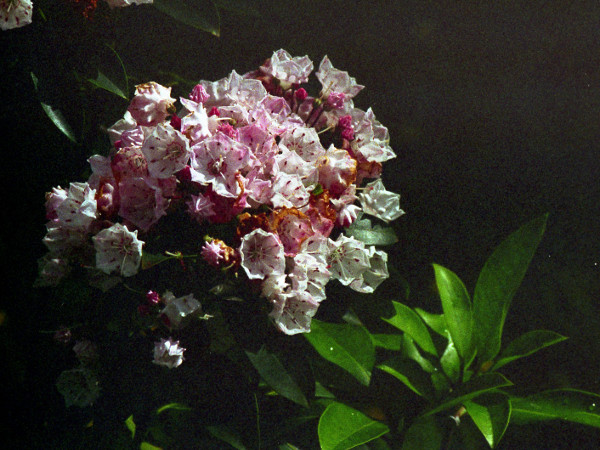 mountain laurel / Kalmia latifolia: _Kalmia latifolia_ is a garden plant that occasionally escapes into wet and acidic sites; its large flowers and narrowly pointed leaves distinguish it within the genus.