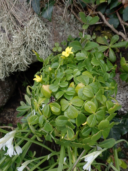 fleshy yellow sorrel / Oxalis mirbelii: _Oxalis mirbelii_ is a frost-sensitive perennial native to Chile but now naturalised in the Isles of Scilly.
