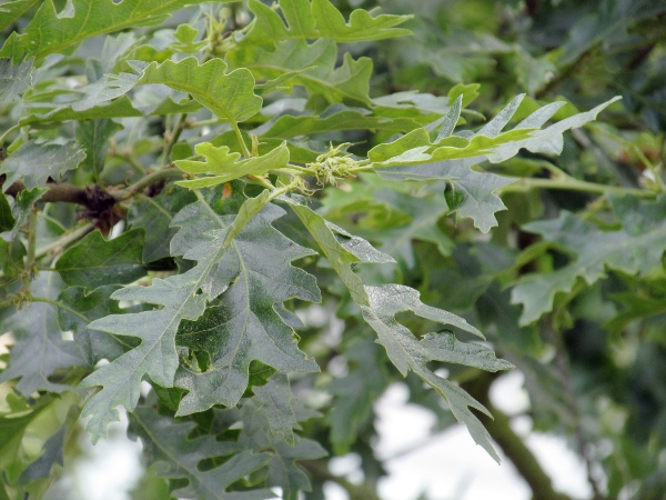 Turkey oak / Quercus cerris: _Quercus cerris_ is native to central and south-eastern Europe and western Asia, but is widely planted across the British Isles.