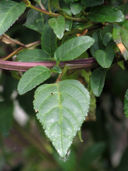 Cape figwort / Phygelius capensis: The stems of _Phygelius capensis_ are 4-sided.